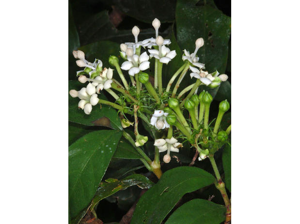 The genus Knoxia and note on Duperrea (Rubiaceae) in Thailand